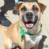 adoptable Dog in Washington, DC named Runner