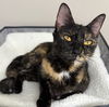 adoptable Cat in Washington, DC named Shirley Temple
