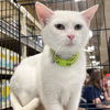 adoptable Cat in Washington, DC named Dippin Dots