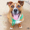 adoptable Dog in Washington, DC named Harold