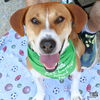 adoptable Dog in  named Larry