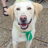 adoptable Dog in Washington, DC named Coconut