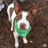 adoptable Dog in  named Gingersnap