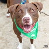 adoptable Dog in  named Gilligan