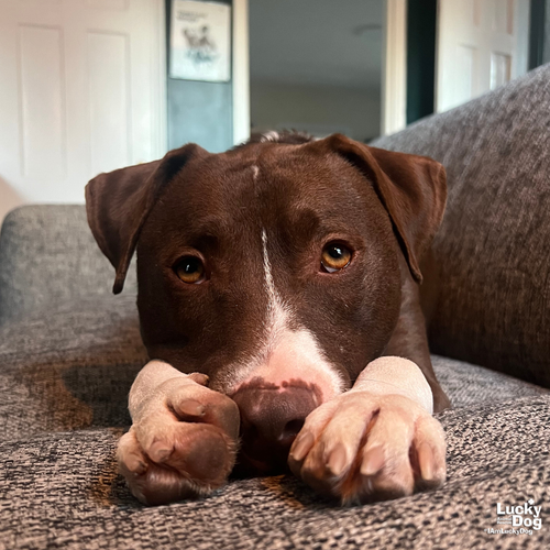 GILLIGAN - Terrier / Labrador Retriever available for adoption