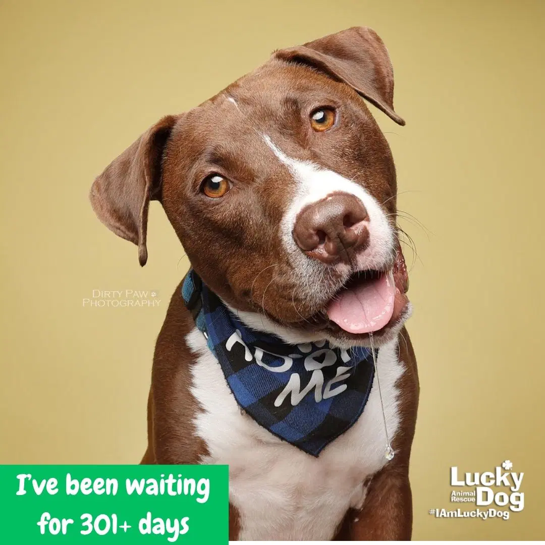 Gilligan - Terrier/lab mix
