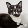 adoptable Cat in Washington, DC named Fiona