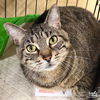 adoptable Cat in Washington, DC named Henrietta