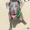 adoptable Dog in Washington, DC named Gibby