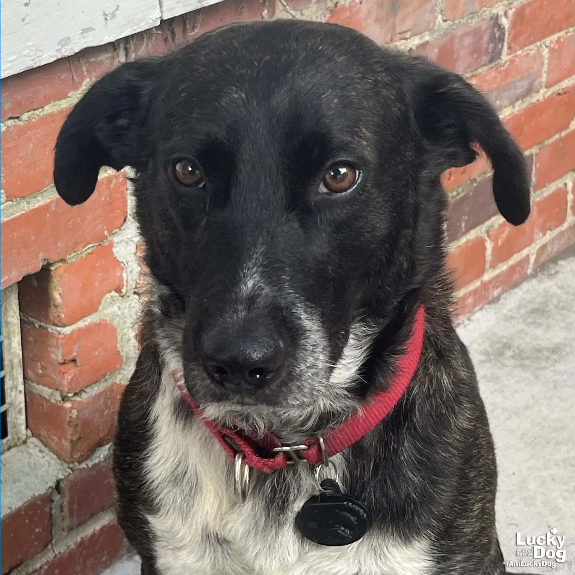 Henry - Australian Cattle Dog/Blue Heeler