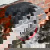 adoptable Dog in Washington, DC named Henry