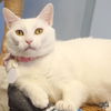 adoptable Cat in Washington, DC named Frida