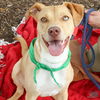 adoptable Dog in Washington, DC named Robin