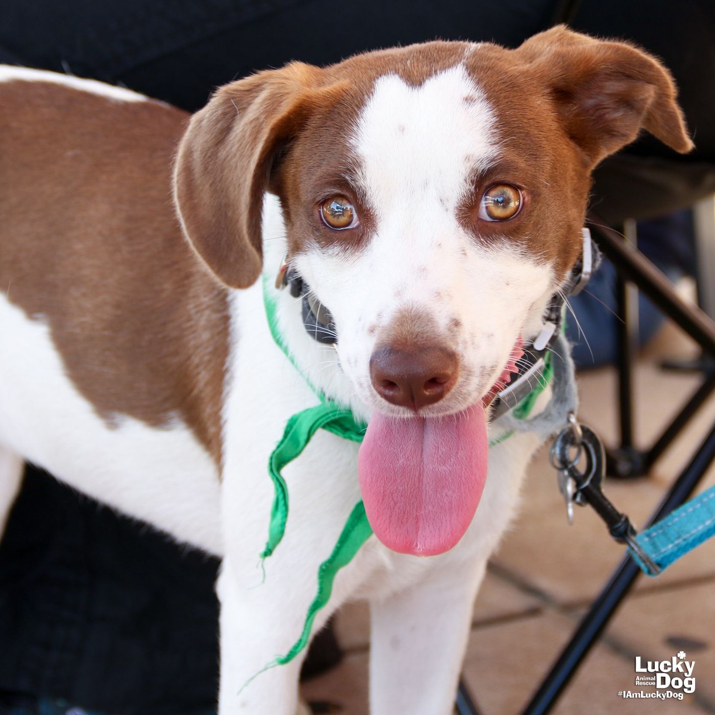 adoptable Dog in Washington, DC named Tiny