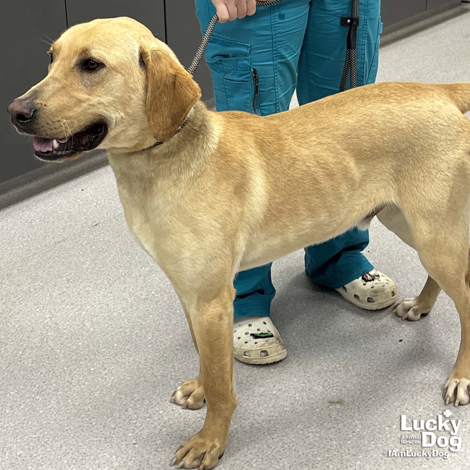 Dog for Adoption - Alfalfa, a Yellow Labrador Retriever in Randallstown ...