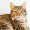 adoptable Cat in Washington, DC named Phoenix
