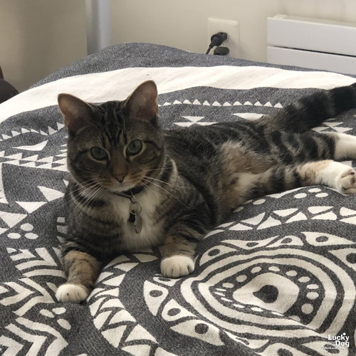 PILSNER - Domestic Short Hair available for adoption
