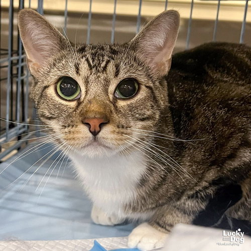PILSNER - Domestic Short Hair available for adoption