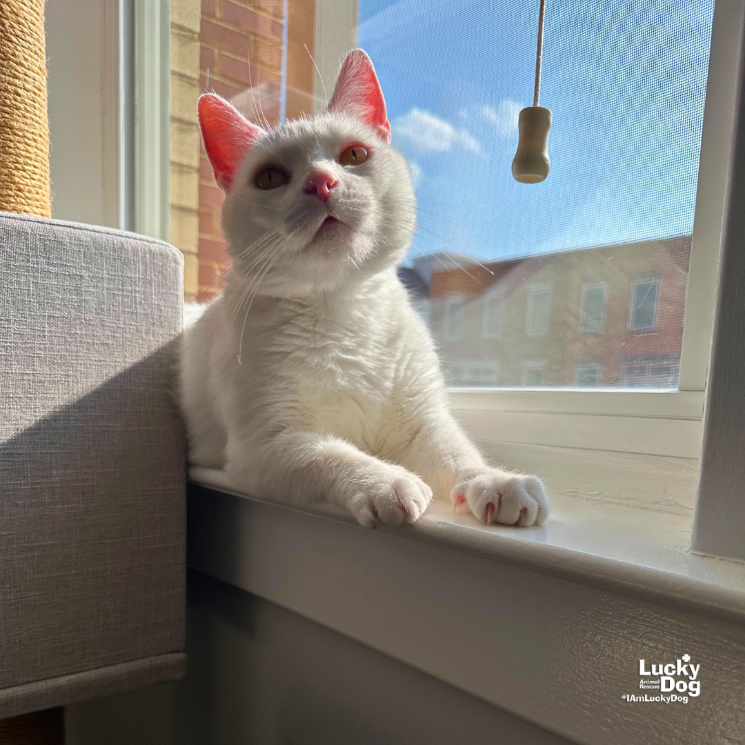 adoptable Cat in Washington, DC named Kevin Durant