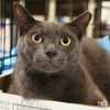 adoptable Cat in , DC named Tommy Boy