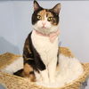 adoptable Cat in , DC named Sister Schubert