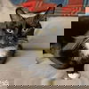 adoptable Cat in , DC named Sailor Moon