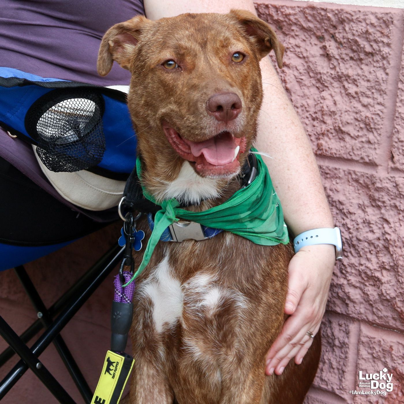 adoptable Dog in Washington, DC named Raybans
