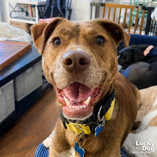 RAYBANS - Shepherd / Labrador Retriever for adoption in Washington
