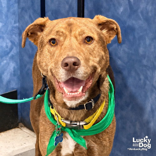 RAYBANS - Shepherd / Labrador Retriever available for adoption