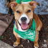 adoptable Dog in , DC named Koala