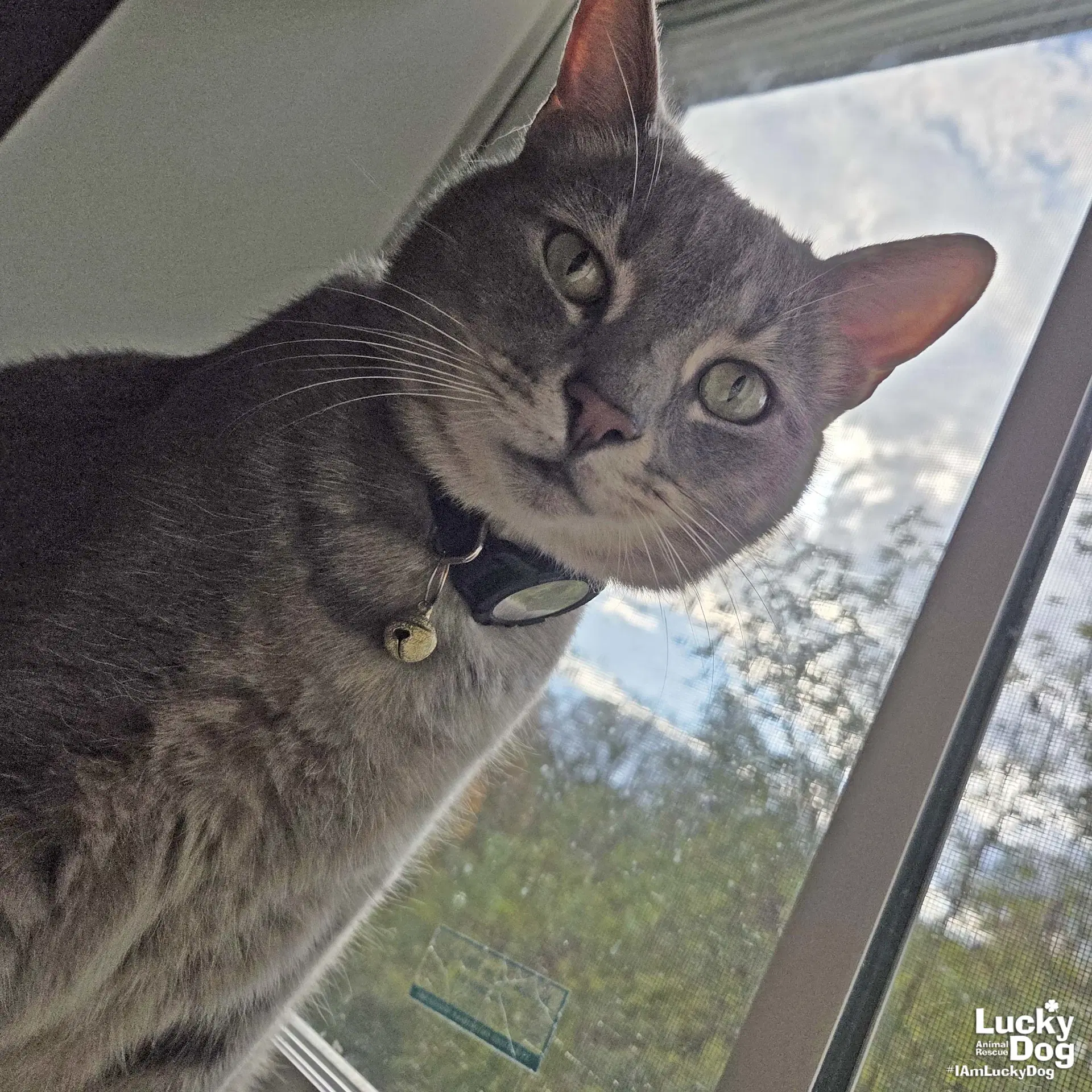 Astro - Domestic Short Hair