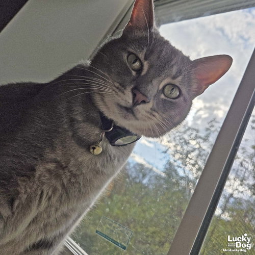 Astro, a cat for adoption from Lucky Dog Animal Rescue