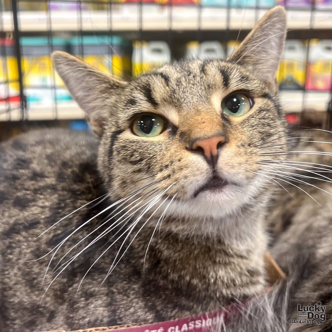 adoptable Cat in Washington, DC named Ulrich