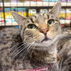 adoptable Cat in , DC named Ulrich