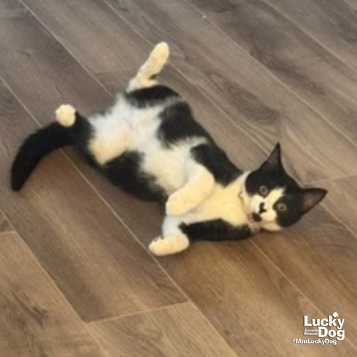 Sugar, a cat for adoption from Lucky Dog Animal Rescue