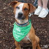 adoptable Dog in  named Harvey