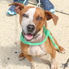 Harvey - Photo 2