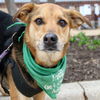 adoptable Dog in  named Allie