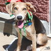 adoptable Dog in , DC named Zalli