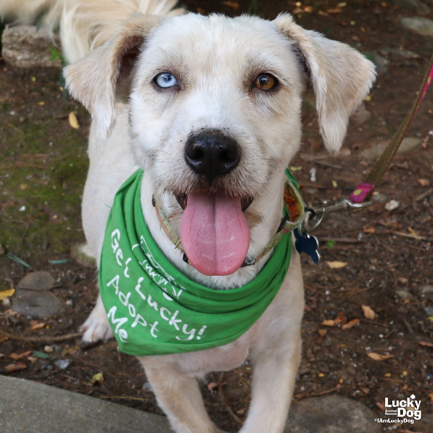 adoptable Dog in Washington, DC named Carrot