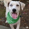 adoptable Dog in , DC named Carrot