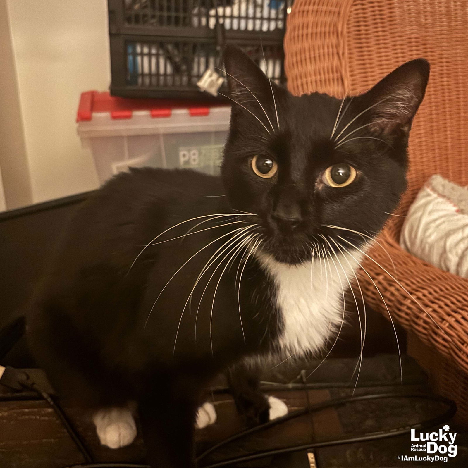 adoptable Cat in Washington, DC named Murphy