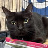 adoptable Cat in , DC named Harpo