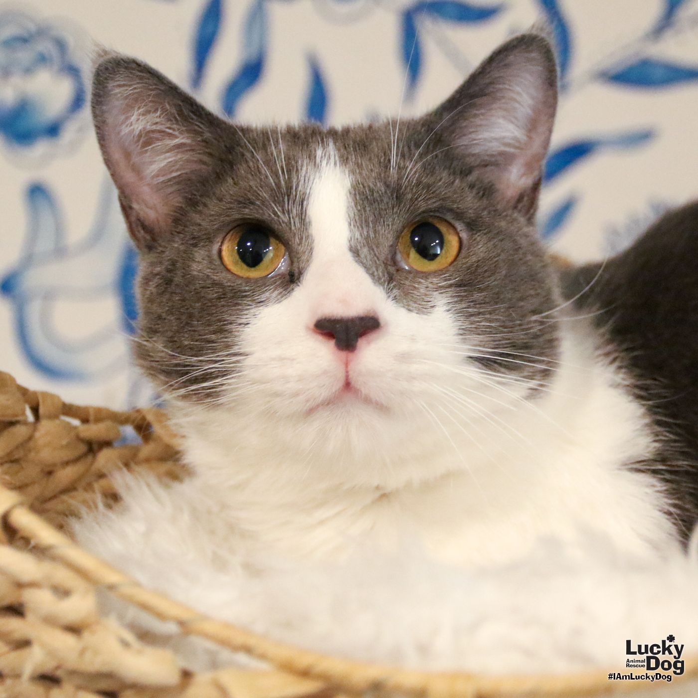 adoptable Cat in Washington, DC named Sean