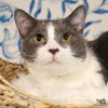adoptable Cat in , DC named Sean