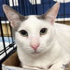 adoptable Cat in , DC named Ghost