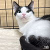 adoptable Cat in Washington, DC named Inbox