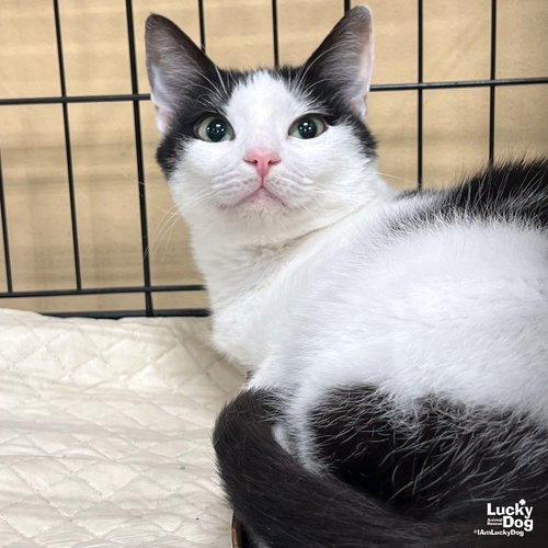 INBOX - Domestic Short Hair available for adoption