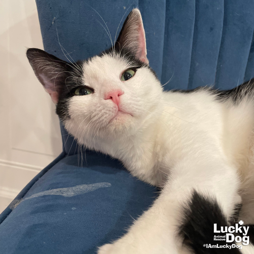 INBOX - Domestic Short Hair available for adoption
