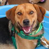 adoptable Dog in Washington, DC named Lupa